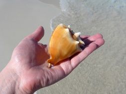 big sea shell