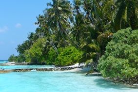 green palm trees on the coast in maldives