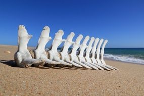 fish bones on the beach in portugal