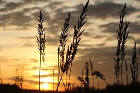 grass against the evening sky