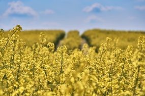 unique Field Of Rapeseeds