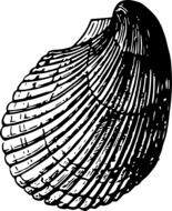 seashell