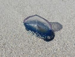 transparent jellyfish on the beach