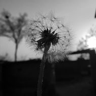 dark silhouette of dandelion at sunset