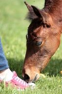 Brown young horse