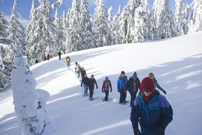 Snowshoe walkers on the snowy landscape in a national park in oregon