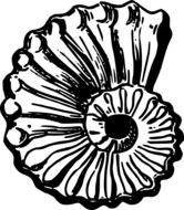 Black and white drawing of the beautiful shell