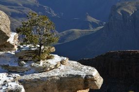 tree over the gorge in the Grand Canyon