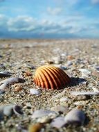 fascinating Sea Shell on beach