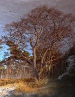high-rise bare trees on coast of baltic sea at winter