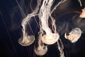 wild phtography of white jellyfish in dark water