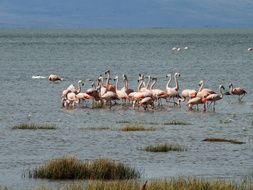 many pink flamingos in the nature of patagonia