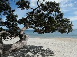 huge tree on the beach at waiheke island in new zealand