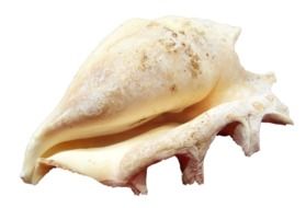 large ocean shell