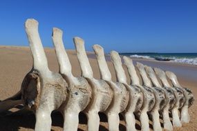 fish bones on the beach in faro