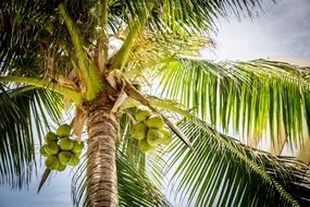 Beach Tree