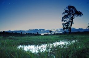 puddle among green grass