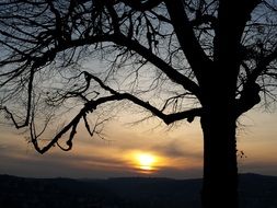 silhouette of a lonely tree at sunset