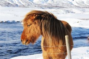 fascinating Cute Odd horse