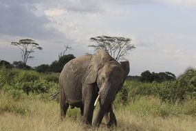 elephant in Tanzania safari