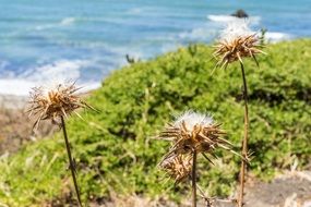 Dry Pacifica Flower