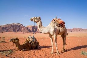 wild Camels in Wadi Rum