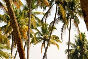 Palm Tree Exotic