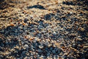 Lots of sea shells on a beach