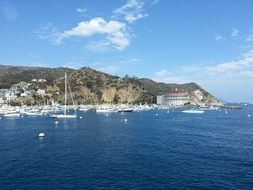 green catalina island in california