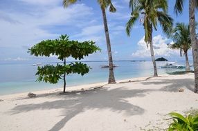 trees on white sand beach in fron of calm sea, philippines