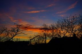 tree silhouettes against a bright sunset