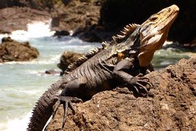 Picture of iguana on a rock