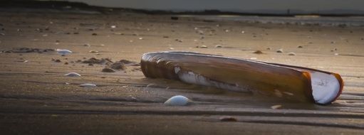 dead clam on the beach