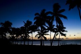 palm trees on the sea at dusk