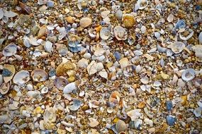 Shells Beach Sand Beach Scene