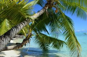 green palm tree on the beach of bora bora island