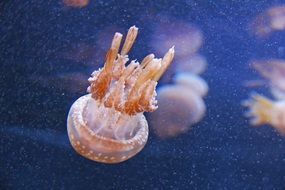 pink jellyfish in blue water