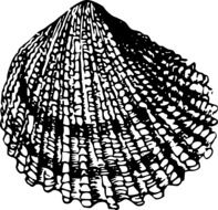 black and white picture of a seashell on a white background