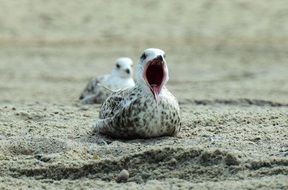 Picture of Seagulls on a beach