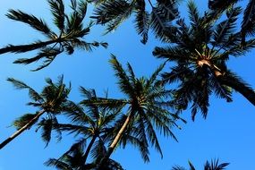 blue clear sky over green palm trees