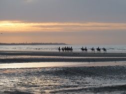 Horses on the seaside under the sunset