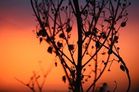glow of the evening sky through a tree