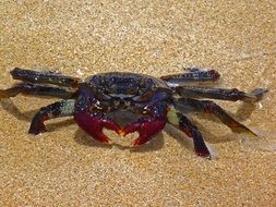 crab in the sand on Fuerteventura
