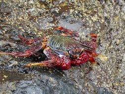 red crab in ocean water