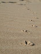 footprints of seagulls in the sand