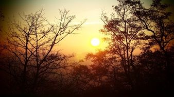 dark trees against the setting sun