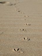 traces of gulls at the water's edge