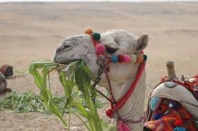 Camel Egypt Desert