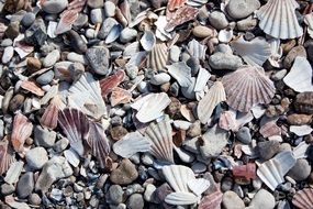 Stones Mussels Beach