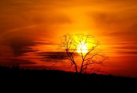 Tree Silhouette Sunset